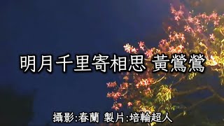 花蓮U_日常美景(明月千里寄相思_黃鶯鶯)_20241028