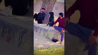 কুকুর অনেক বিশ্বাসী প্রাণী #কুকুর #dog #doglover #dogshorts #shortvideo #viralvideo #attitude #pet