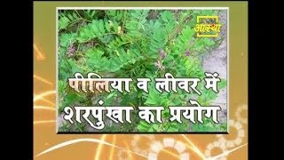 Ayurvedic Benefits of Sharpunkha for Jaundice \u0026 Liver | Acharya Balkrishna