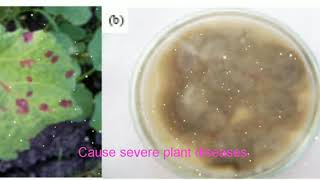 Cercospora fungi cause severe plant diseases