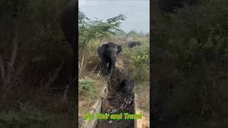 My Travel video। My Tour and Travel। Elephant rescue। ହାତୀ ଛୁଆ।#shorts