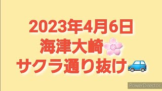 2023年4月6日海津大崎サクラ通り抜け