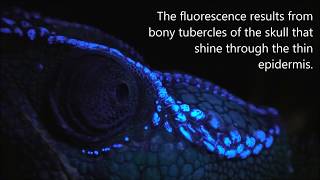 Fluorescence in chameleons - panther chameleon (Furcifer pardalis) and Brookesia