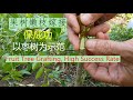 高成功率枣树(果树)嫁接。明白了原理，什么嫁接都不难！Jujube Grafting, High Success Rate. After This, You Can Do All Grafting