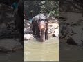 elephant at maoya