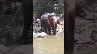 Elephant at Maoya