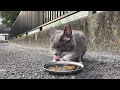 おそるおそるカリカリを美味しそうに食べる野良猫 “i gave karikari food hungry wild cat”