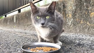 おそるおそるカリカリを美味しそうに食べる野良猫 “I gave karikari food hungry wild cat”