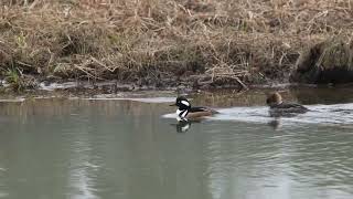 Hooded Mergansers navigating a partially ice covered river