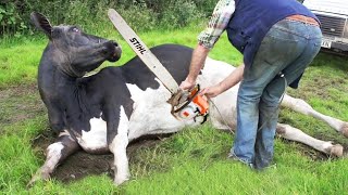 Ultimate Farming Adventures Tree Cutting Cow Milking STIHL Chainsaw Fun!