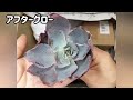 超お得‼️2023年福袋・開封の儀【多肉植物】初めてのトロピカルガーデンさん苗 @picoten