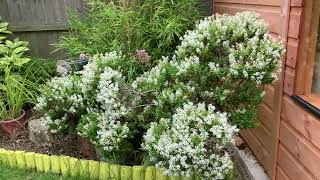 Dwarf Calluma Vulgaris -Hebe Shrubby  White Flowers Plant .