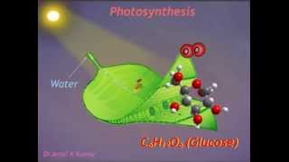 Photosynthesis (Animation) : Photochemical Reaction