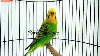 PARKIT GACOR ! PANCINGAN PARKIT AGAR GACOR - UNTUK PARKIT BAHAN OMBYOKAN  / Budgie Parakeet