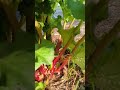 beautifully red rhubarb