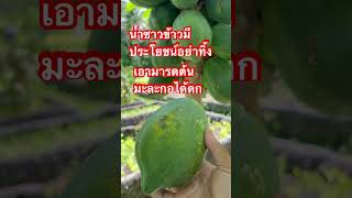 น้ำซาวข้าวมีประโยชน์อย่าทิ้ง เอามารดต้นไม้ได้ #ไวรัล #มะละกอ #papaya #garden #ปลูกผักกินเอง #พอเพียง