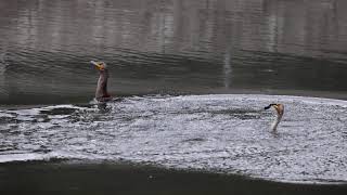 cormorant quick fish