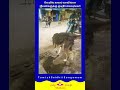 வெயில் காலம் வாயில்லா ஜீவன்களுக்கு குடிநீர் வையுங்கள் tamiltrending tamilviral streetdogs