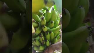 റോബസ്റ്റ വാഴക്കുല വെട്ടി...Robestta banana