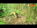 Capuchins abduct howler monkey infants in bizarre new behavior | REUTERS