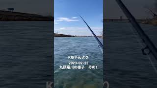 九頭竜川サクラマス 2023-02-23 その1 #shorts #flyfishing #サクラマス