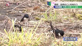 愛鳥週間　野鳥・自然のことを知ろう