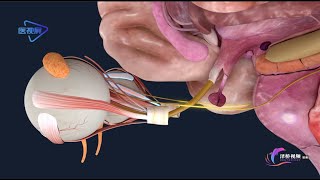 3D【Peripheral nervous system】: cranial nerve-trochlear nerve/【周围神经系统】：脑神经--滑车神经