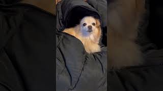 飼い主の上着で寝ようとするイッヌ。 #shorts #おすすめ #ポメラニアン #癒し動画 #犬動画