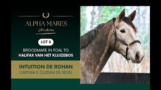 Alpha Mares Auction - Elite Broodmares - Lot 8