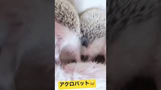 ハリネズミの赤ちゃん34日目👶🦔授乳に集中！