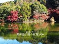 薬師池公園の紅葉2020