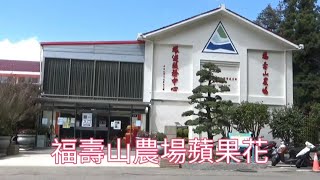 リンゴ追分，林檎の花，蘋果花，台灣福壽山農場