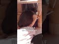 【猫動画】思う存分日光浴するロシアンブルー【russian blue】 short russian blue sunbathing to his heart s content