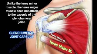 Anatomy Of The Teres Major Muscle - Everything You Need To Know