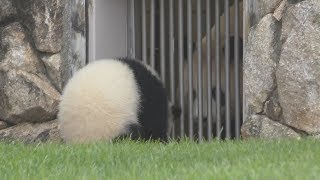 【おか~しゃ~ん💦】🐼彩浜🌈はやくママに会いたいのッ💕【親子パンダ】Giant Panda -Rauhin\u0026Saihin-☆Saihin loves mommy💕