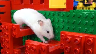 My Funny Pet Hamster in Lego Obstacle Course