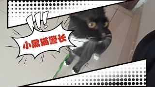 【小黑猫警长日记297】带小黑黑下楼去倒猫砂，没想到它害怕出门。