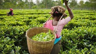 Assam Tea Garden ৷৷ অসমৰ চাহ বাগানৰ সৌন্দৰ্য্য