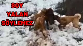 KANGAL KÖPEĞİM KİLOMETRELERCE GİDİP AVINI AVLIYOR. FAÇA KIZI MELİNDA TEK BAŞINA TAKILIYOR