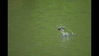 ツバメの飛翔と飛び込み　Swallow flying and diving