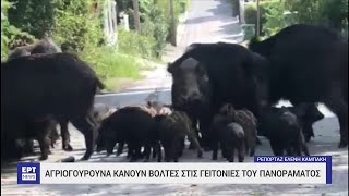 Αυξάνονται τα αγριογούρουνα στο πολεοδομικό συγκρότημα της Θεσσαλονίκης | 15/05/2023 | ΕΡΤ