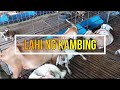 Mga Uri ng Kambing | Maliliksi at Malulusog | Buhay Probinsya