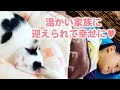 息子さんにベッタリ♪元保護猫さんが優しい飼い主さん家族に迎えられて甘えん坊な子猫さんになりました！