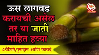 Sugercane:भारतातील टॉप ५ ऊसाच्या जाती||ऊस लागवड करण्यापूर्वी या जाती माहीत हव्यात||#sugercane #ऊस