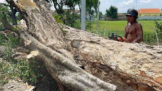 Anticipate Typhoon Sweep‼️ Cut down large trees on the side of the road.