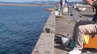 棒うきが沈む　波止からカゴ釣り