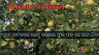 December \u0026 January ଗୁଟ କାମ କରଲେ ଲେମ୍ବୁ ଗଛ ରେ ଫଳ ଫୁଲେ ଭାରି ଯିବା