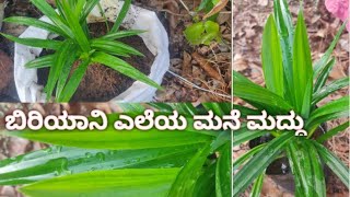 ಬಿರಿಯಾನಿ ಎಲೆಯ ಮನೆ ಮದ್ದು | Biriyani leaves  | Basmati leaves | Pandan leaves  | The Herb  |