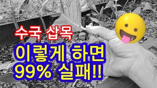 #수국 #삽목 이렇게 하면 #99% #실패!!