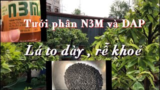 Tưới phân định kỳ n3m và dap cho cây mai sau khi ra lá nhiều